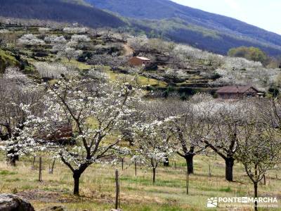 Cerezos en flor en el Valle del Jerte - árboles cerezos en flor;torrelaguna botas de montaña barra